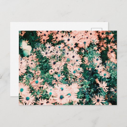 ワイルドフラワーユニークカラー ポストカード (正面/裏面)