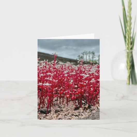 ワイルドフラワー写真と折り畳んだグリーティングカード。 カード (正面)