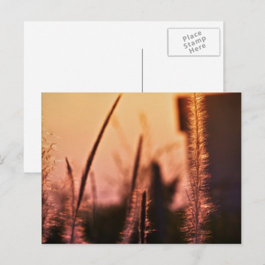 ワイルドフラワー – はがき (正面/裏面)