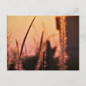 ワイルドフラワー – はがき (正面)