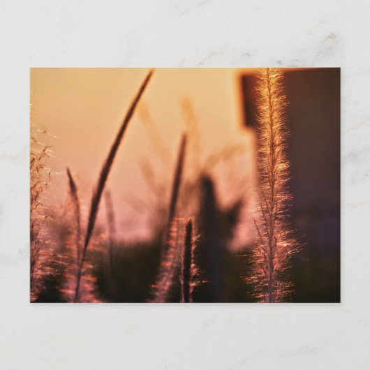 ワイルドフラワー – はがき (正面)