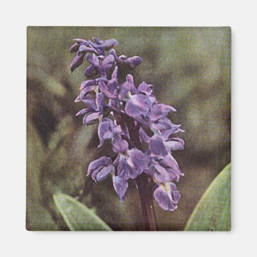 ワイルドフラワー：初紫の蘭 マグネット (正面)