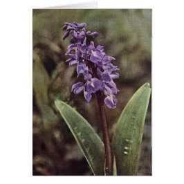 ワイルドフラワー：早紫の蘭カード