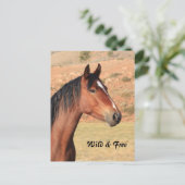 ワイルドフリーのマスタング葉書 ポストカード (スタンド正面)