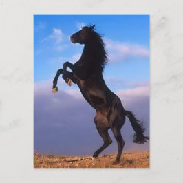 ワイルドブラックスタリオン飼育馬 ポストカード