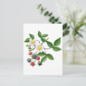 ワイルドブラックベリー葉書 ポストカード (スタンド正面)