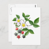 ワイルドブラックベリー葉書 ポストカード (正面/裏面)