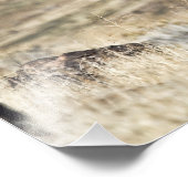 ワイルドブラックムスタンスタリオンフォトプリント フォトプリント            (角)