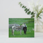 ワイルドブルロスサウスダコタハガキ ポストカード (スタンド正面)