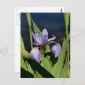 ワイルドブルーフラッグアイリスフラワー ポストカード (正面/裏面)