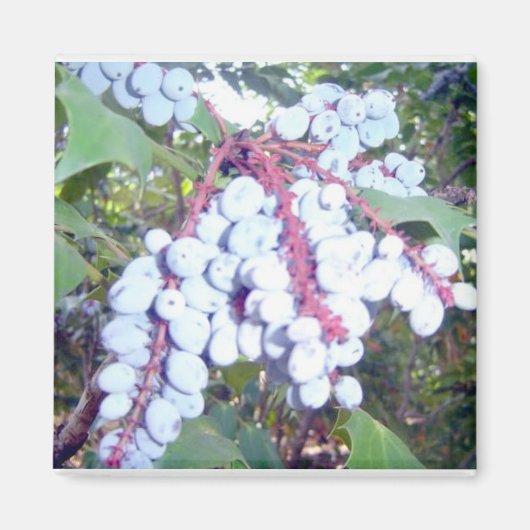 ワイルドブルーベリー マグネット (正面)