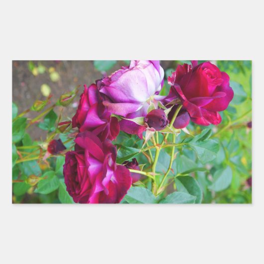 ワイルドブルーヨンダーバラ#1-2シール 長方形シール (正面)