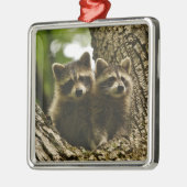 ワイルドベビーラコオンズ写真 メタルオーナメント (左)