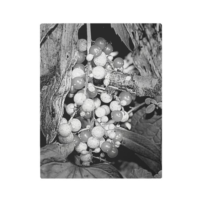 ワイルドベリー黒と白 メタルプリント (正面)