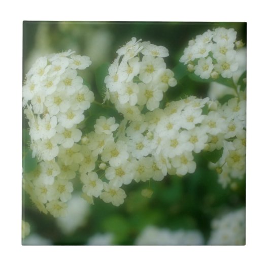 ワイルドホワイトランブルバラフラワーズ自然 タイル (正面)