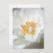 ワイルドホワイトローズ花の写真ブライダルシャワーP インビテーションポストカード (正面/裏面)