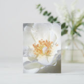 ワイルドホワイトローズ花の写真ブライダルシャワーP インビテーションポストカード (スタンド正面)