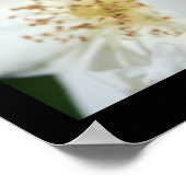 ワイルドホワイトローズ3花の写真ポスター ポスター (角)