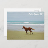 ワイルドホースアウターバンクOBX NC ポストカード (正面/裏面)