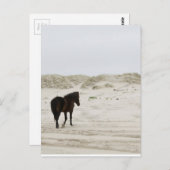 ワイルドホースオンコロラビーチ ポストカード (正面/裏面)