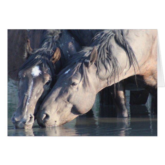 ワイルドホース水やり穴で飲む。 (正面横)