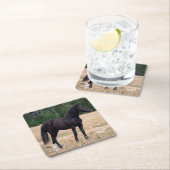 ワイルドホース スクエアペーパーコースター (インサイチュ)