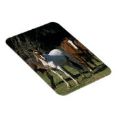 ワイルドマスタングウマ1 マグネット (右側)