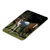 ワイルドマスタングウマ1 マグネット (左側)