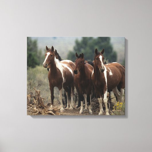 ワイルドマスタングウマ7 キャンバスプリント (正面)