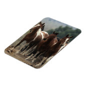 ワイルドマスタングウマ7 マグネット (左側)