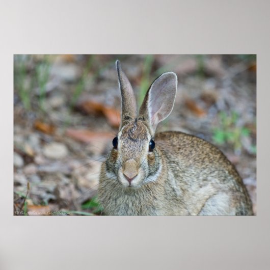 ワイルドマースイースタンコットンテールラビットポスター ポスター (正面)