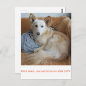 ワイルドミックスドッグ雪音の2019年賀状 ポストカード (正面/裏面)