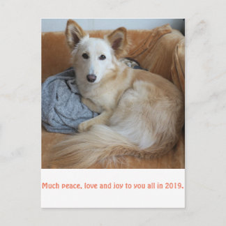 ワイルドミックスドッグ雪音の2019年賀状 ポストカード