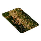 ワイルドミレー(パニカムSp.) 湿地で育つ マグネット (右側)