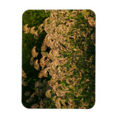 ワイルドミレー(パニカムSp.) 湿地で育つ マグネット (縦)