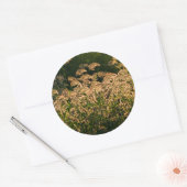 ワイルドミレー（パニカムSp.） 湿地で育つ ラウンドシール (封筒)