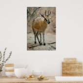 ワイルドヤギ ポスター (キッチン)