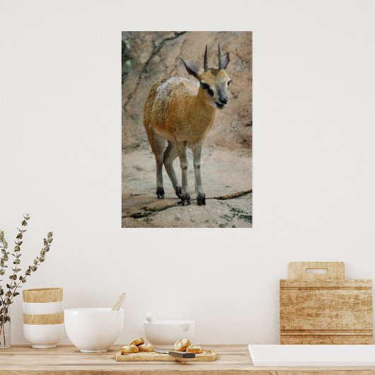 ワイルドヤギ ポスター (キッチン)