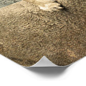 ワイルドライオンサファリジャングルのアートワーク写真ポスター ポスター (角)