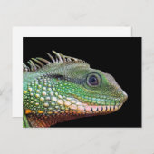 ワイルドライフイグアナ写真 ポストカード (正面/裏面)