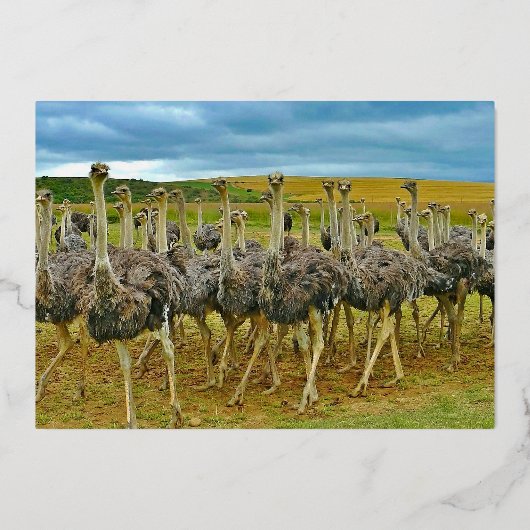 ワイルドライフオストリッチフロック金ゴールド誕生日 箔招待状 (裏面)