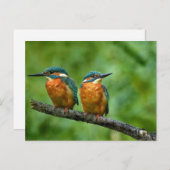 ワイルドライフキングフィッシャー写真 ポストカード (正面/裏面)