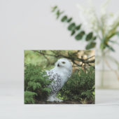 ワイルドライフクロウの写真 ポストカード (スタンド正面)