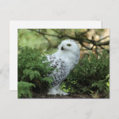 ワイルドライフクロウの写真 ポストカード (正面/裏面)