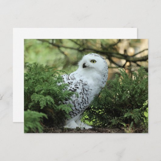 ワイルドライフクロウの写真 ポストカード (正面/裏面)