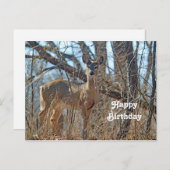 ワイルドライフディアウッズフォト誕生日 ポストカード (正面/裏面)