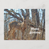 ワイルドライフディアウッズフォト誕生日 ポストカード (正面)