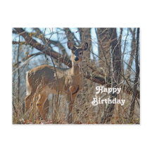 ワイルドライフディアウッズフォト誕生日