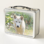 ワイルドライフフォトグラフィー、カナディアングレーウルフ メタルランチボックス (裏面)