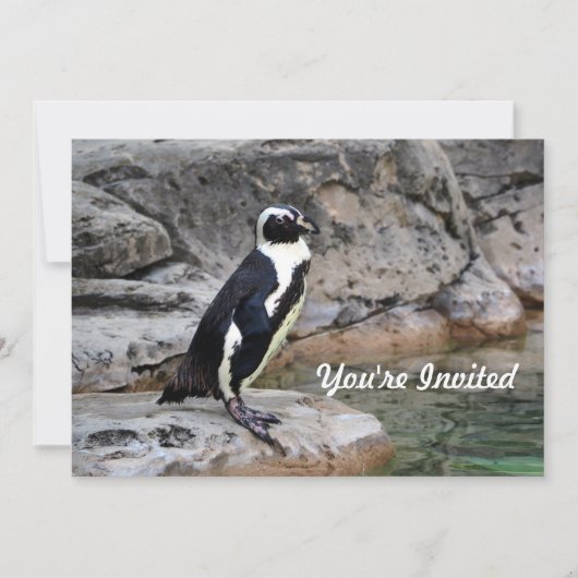 ワイルドライフペンギンフォト誕生日 招待状 (正面)